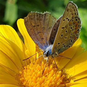 Přírodní rajská zahrada